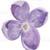 Estampado flor lila